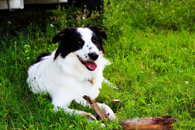 husdyr Forskudssalg Datum Border-Aussie (Border Collie & Australian Shepherd Mix): Pictures, Info,  Facts | Hepper