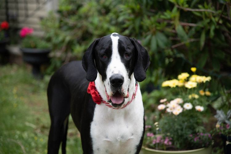 mantle great dane