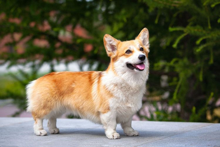 are corgis shepherd