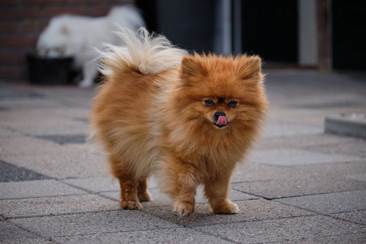 Average cost of sales a pomeranian puppy