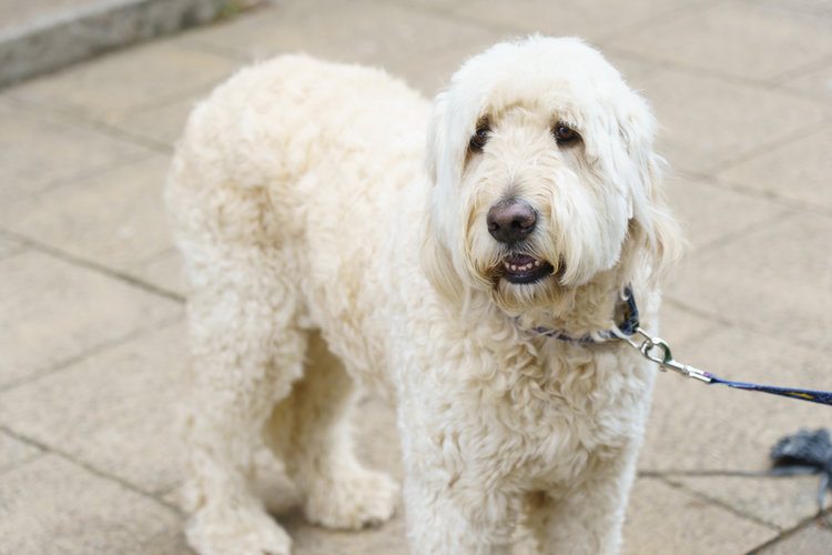 white labradoodle