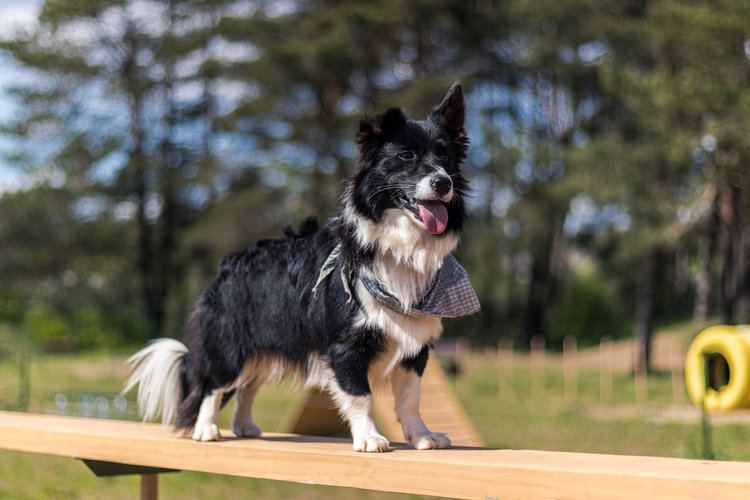 border collie and welsh corgi mix
