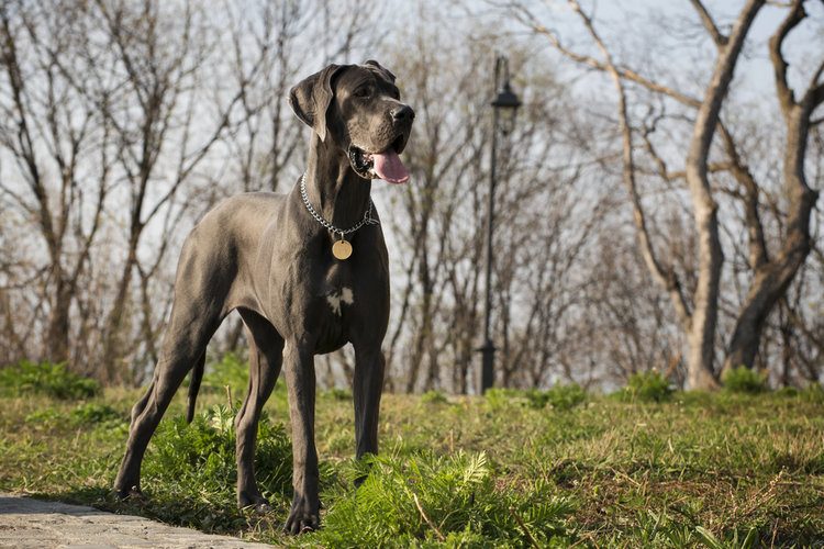 How Much to Feed a Great Dane Puppy - Hepper