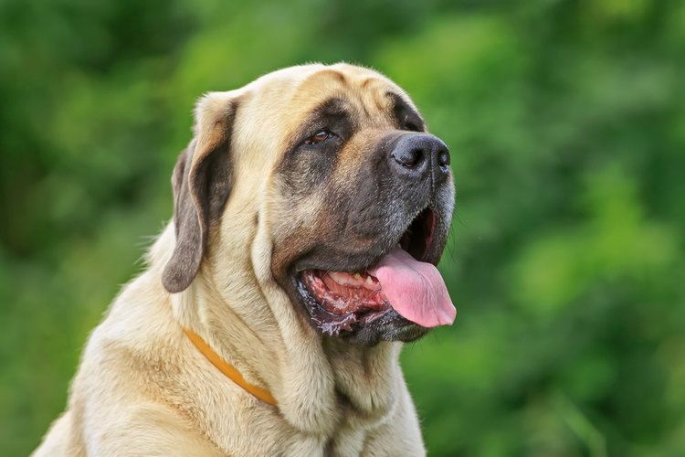 mastiff dog with tongue out