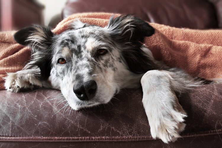 sick dog laying in bed