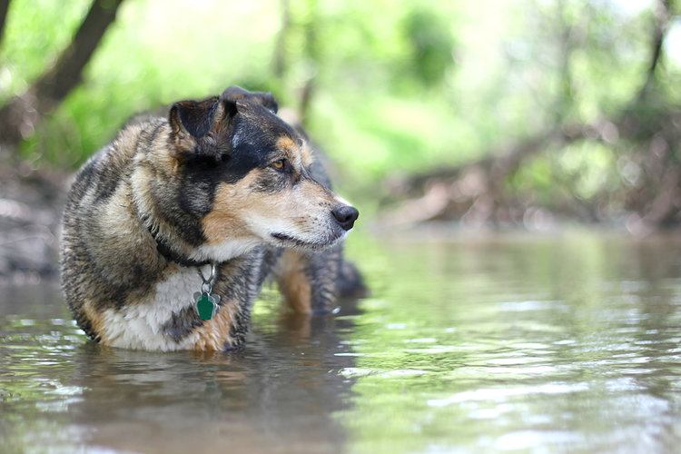 german shepherd border collie mix