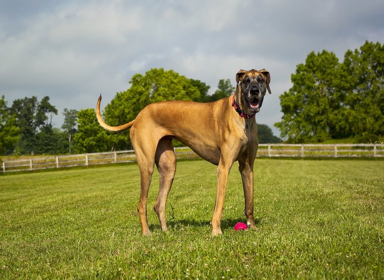 fawn great dane