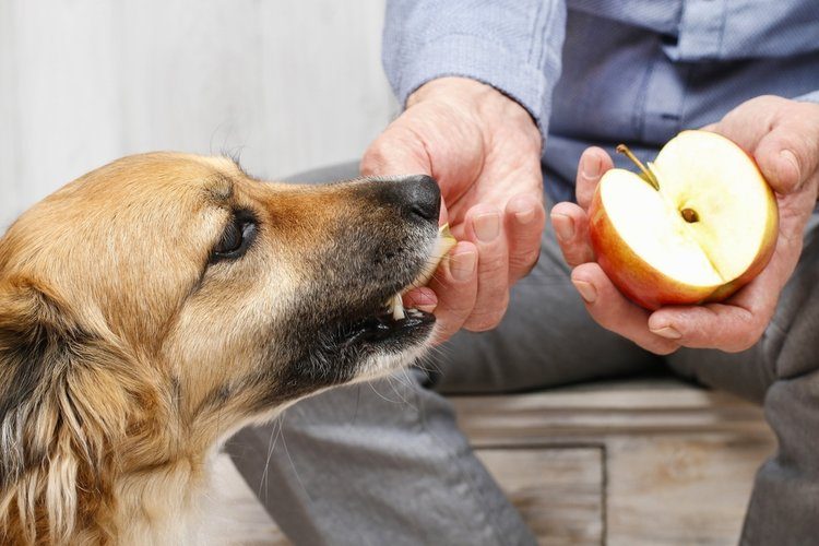 chó được cho ăn táo