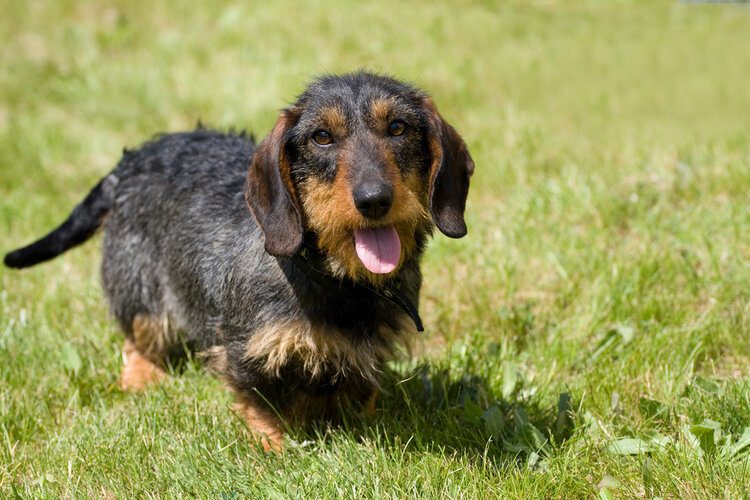 wire haired dachshund