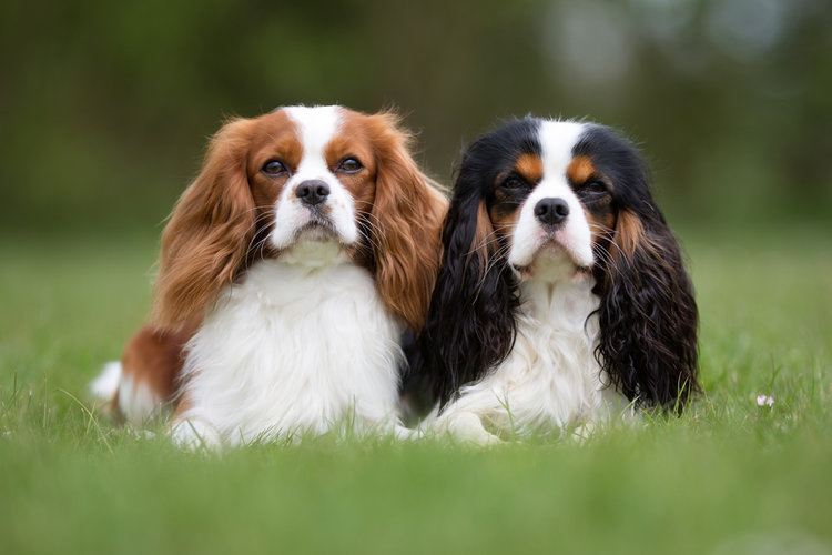 two king charles spaniels