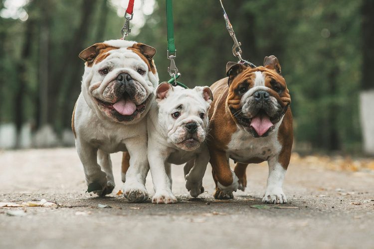 are english bulldogs good service dogs