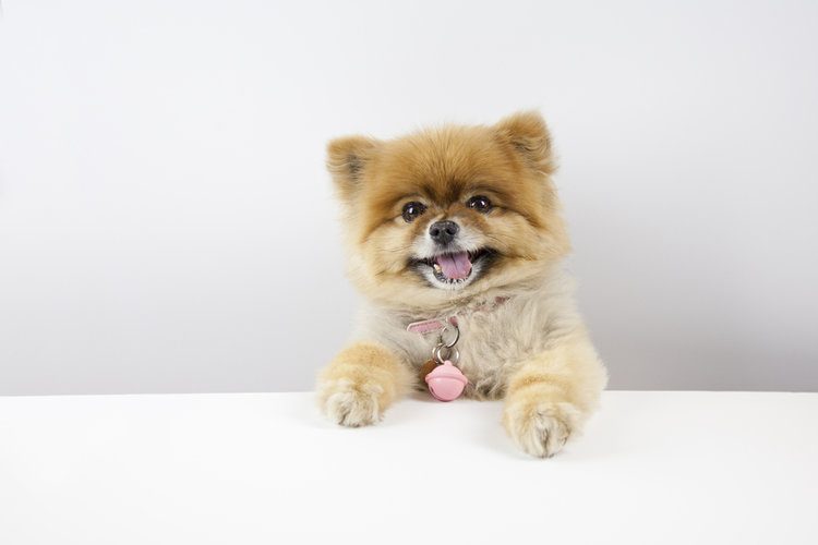 teacup bear pomeranian