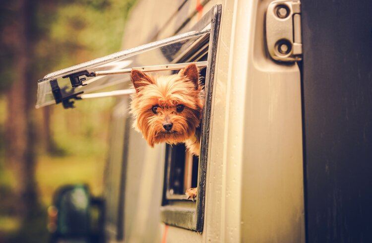 yorkshire terrier camping in rv