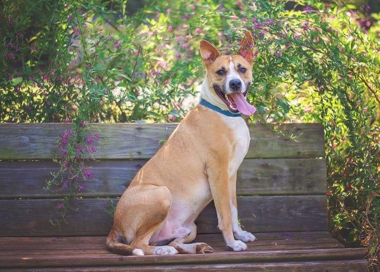 Great Dane and Basenji mix