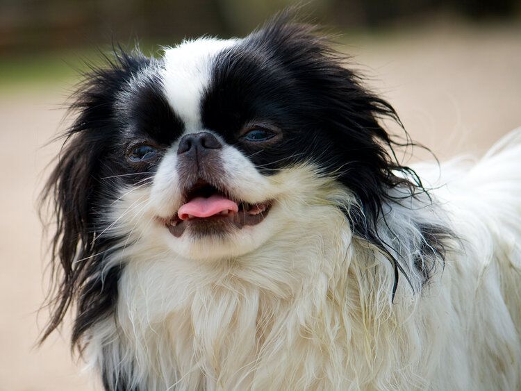 japanese chin