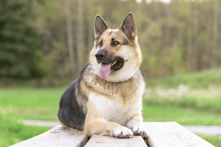 German shepherd and alaskan malamute mixed breed dog playing in the forest