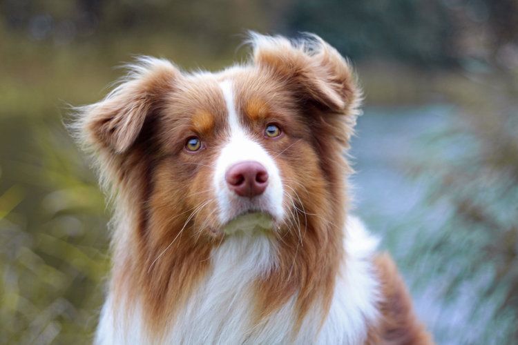 Australian Shepherd Chart