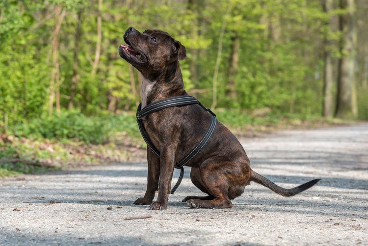 Staffie Bullweiler Dog