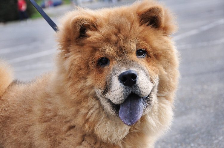 chow chow blue tongue