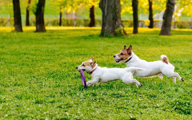 dogs chasing eachother in park