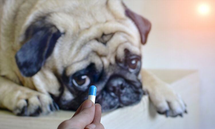 pug taking medicine