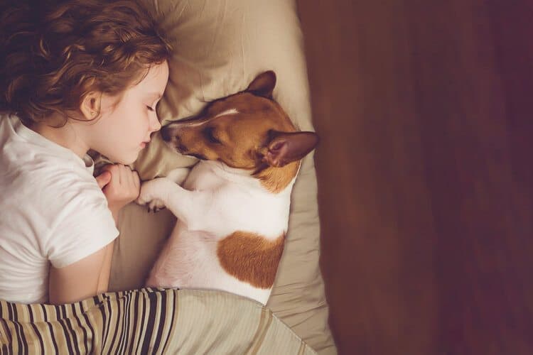 jack russell in bed with small child
