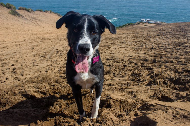 great dane border collie mix