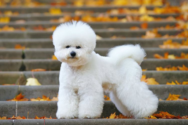 14 Bichon Frise Mixed Breeds (with Pictures!) | Hepper