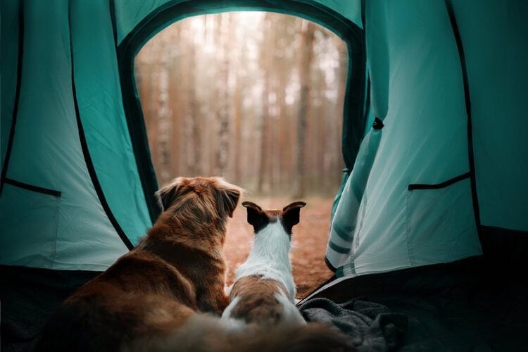two dogs in tent