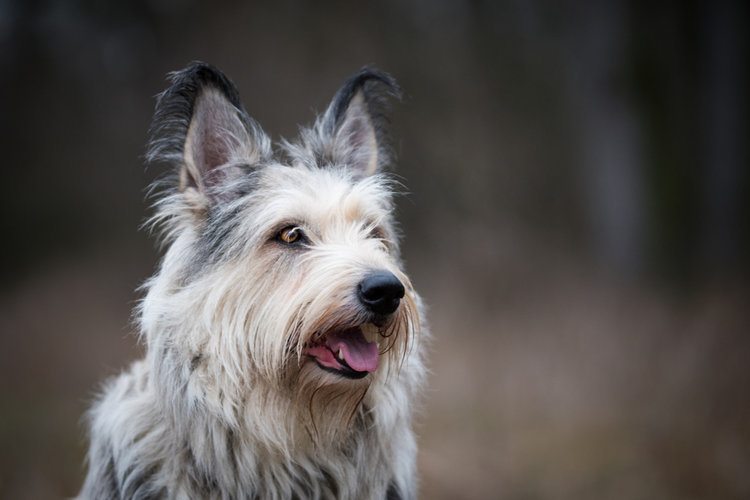 15 New Dog Breeds Updated in 2022 (with Pictures) Hepper We Are