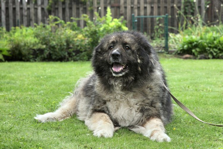 Caucasian mountain dog