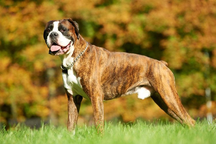 boxer dog on grass