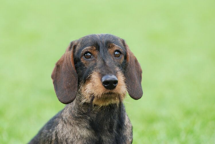 Teckel deals wirehaired dachshund