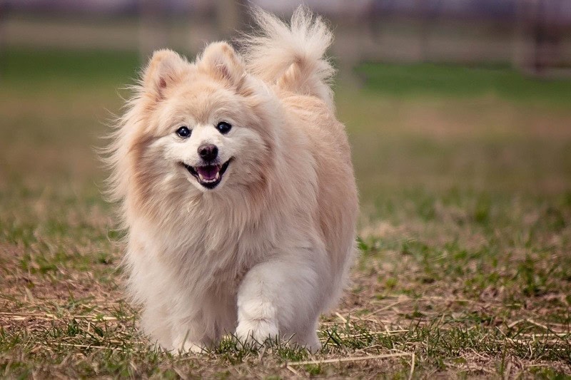 cute fluffy dog