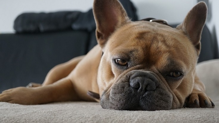 sad french bulldog