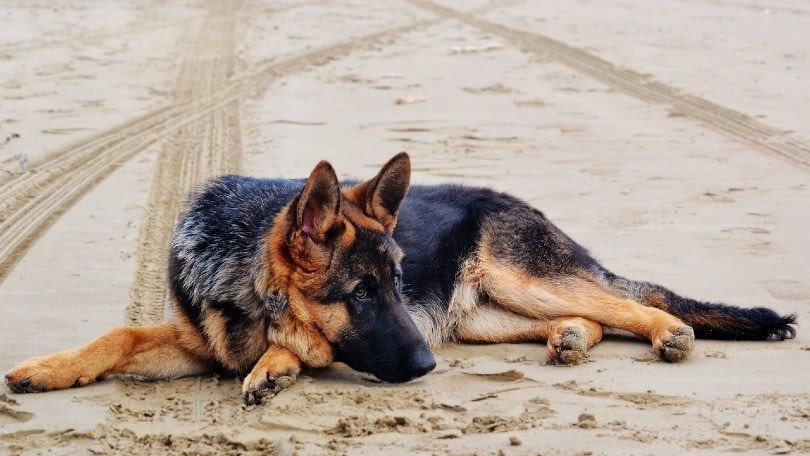 sad german shepherd lying on sand