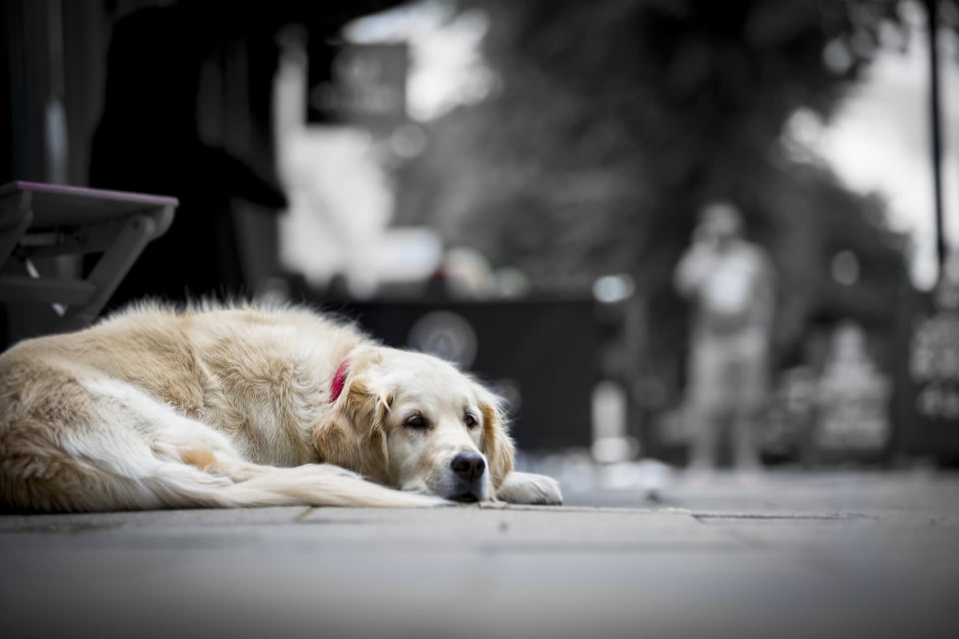 sad golden retriever