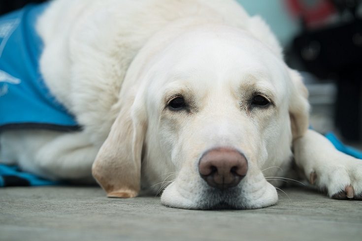 sad labrador