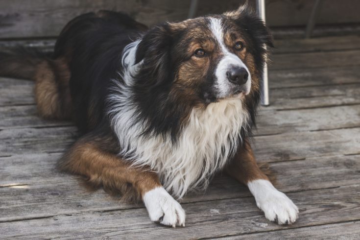 saddle border collie