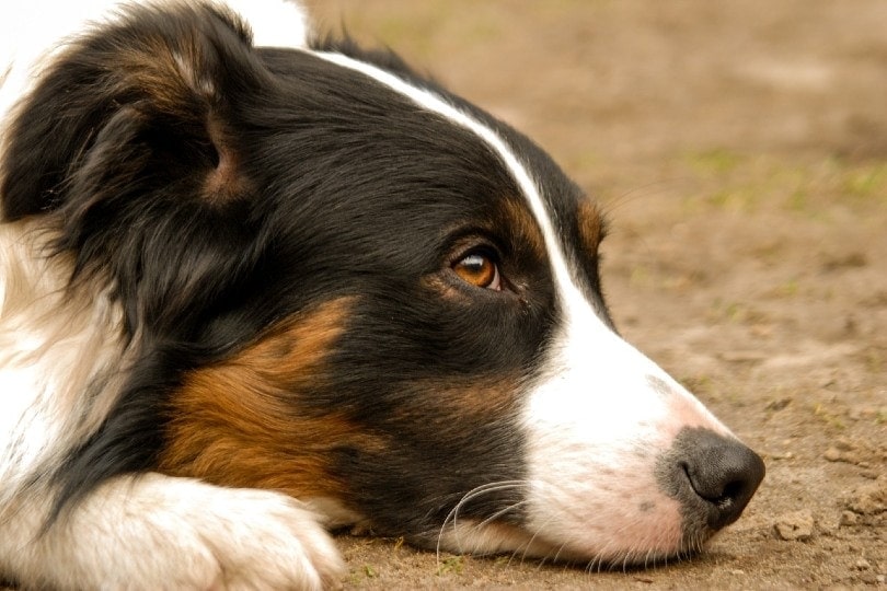 saddle border collie