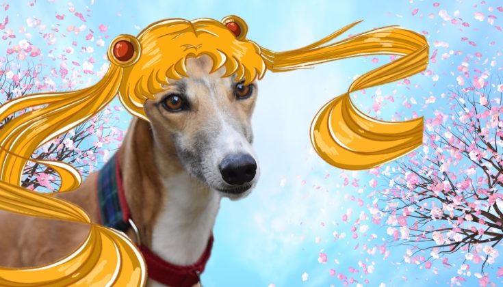 100+ Anime Dog Names: Ideas for Geeky & Cool Dogs (With Meanings) | Hepper