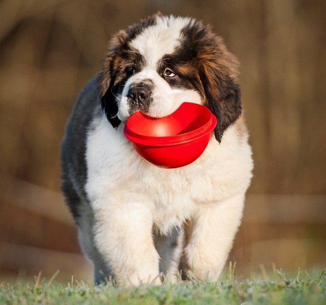 saint bernard with empty food bowl