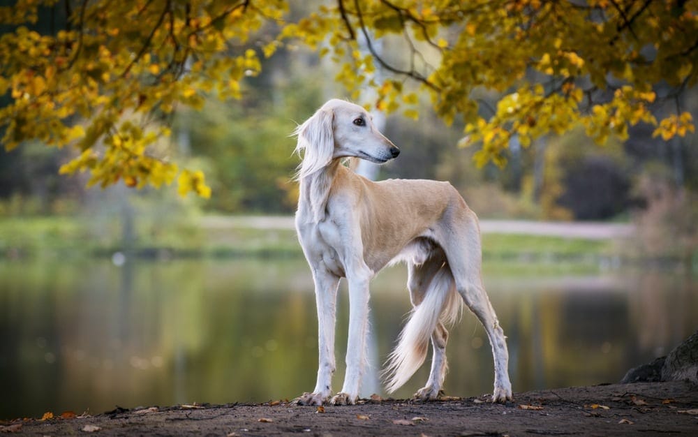 saluki greyhound