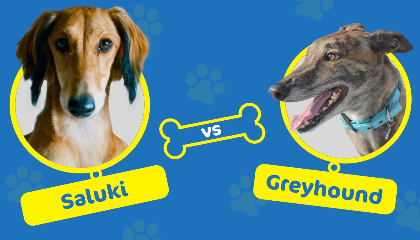 saluki vs greyhound