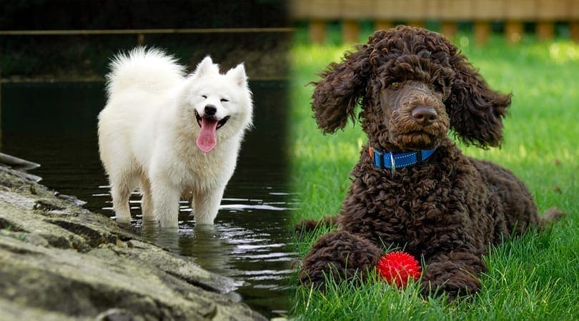 samoyed mini poodle mix