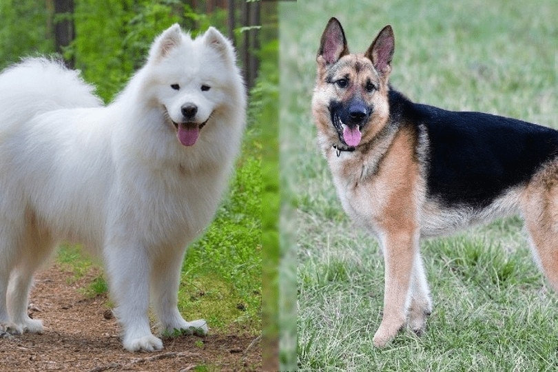samoyed and german shepherd outdoors