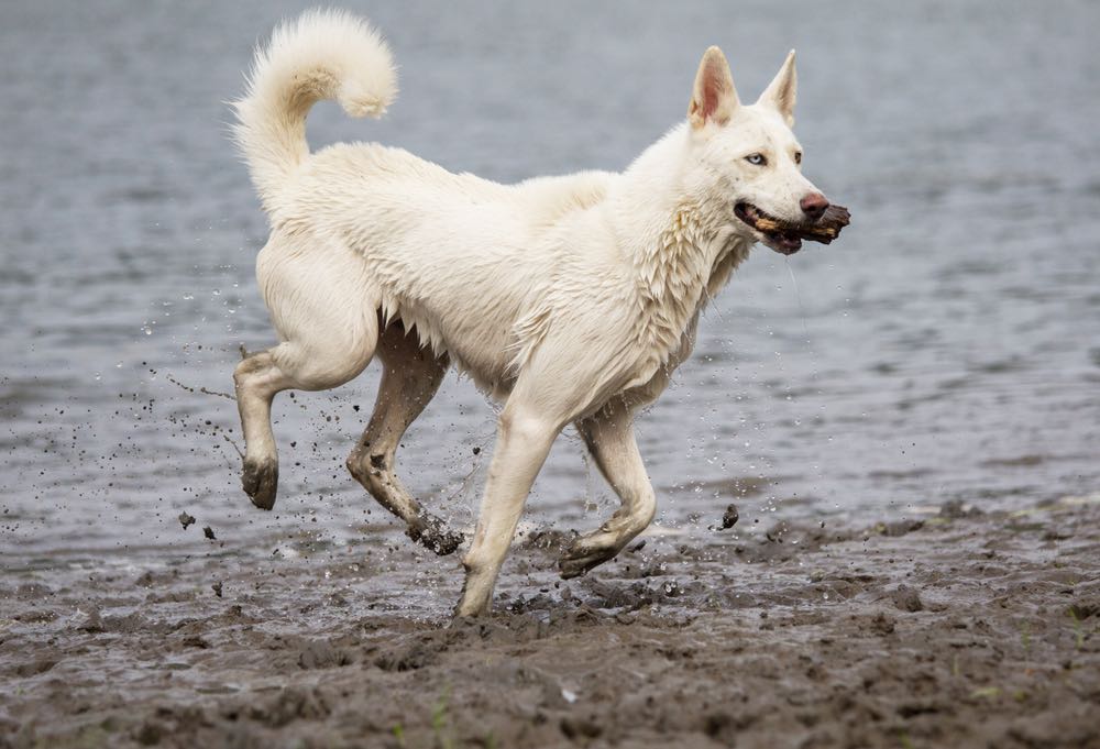 samoyed husky mix