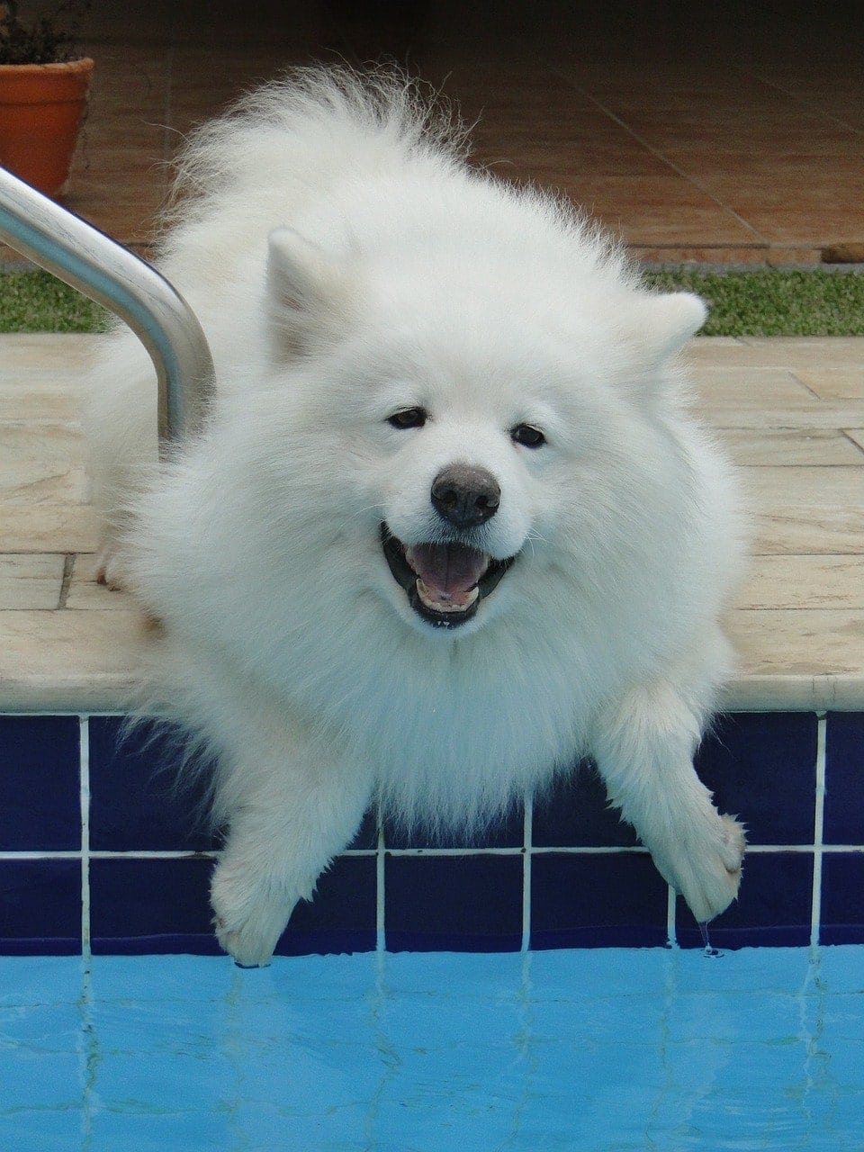 samoyed in the pool edge