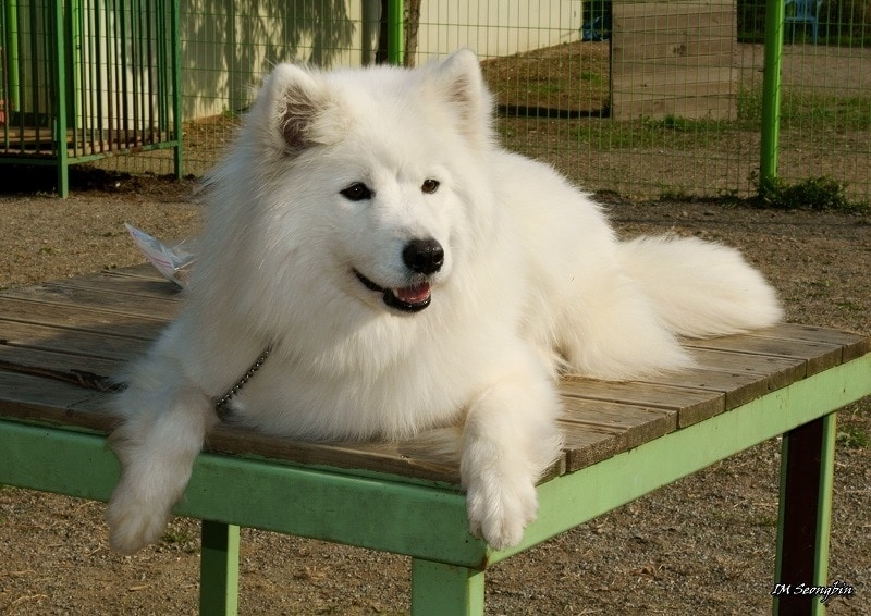 samoyed laying
