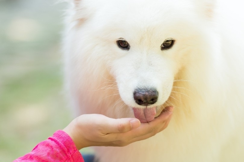 samoyed licking its owner hand